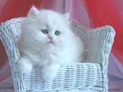 beautiful Persian kittens available for adoption