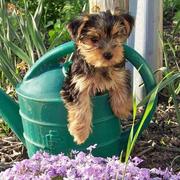 AKC Reg female yorkie puppy aveliable-$150
