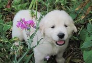 golden retriever puppy on sale